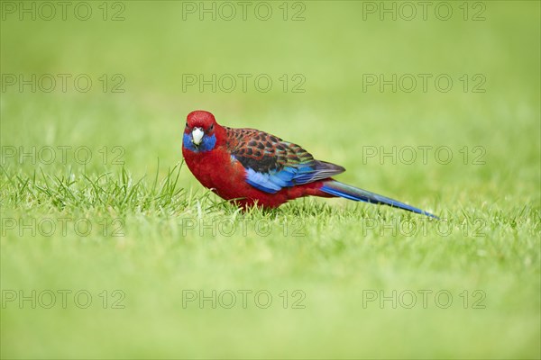 Crimson rosella (Platycercus elegans) on a meadow