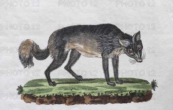 Isatis (Canis lagopus)