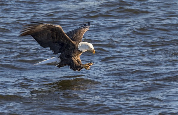 Bald eagle (Haliaeetus leucocephalus) hunting fish at Mississippi River