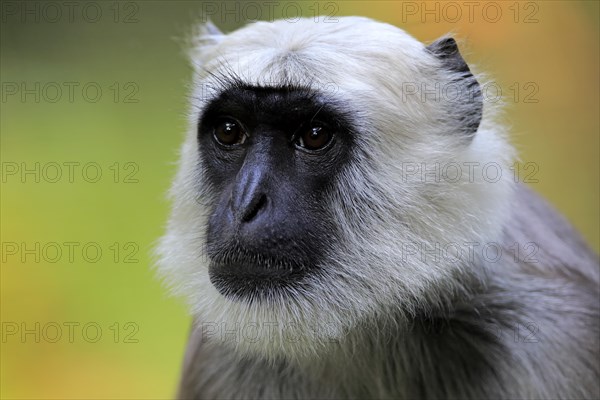 Northern plains gray langur (Semnopithecus entellus)