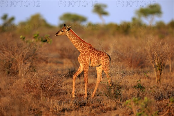 Southern giraffe (Giraffa camelopardalis giraffa)