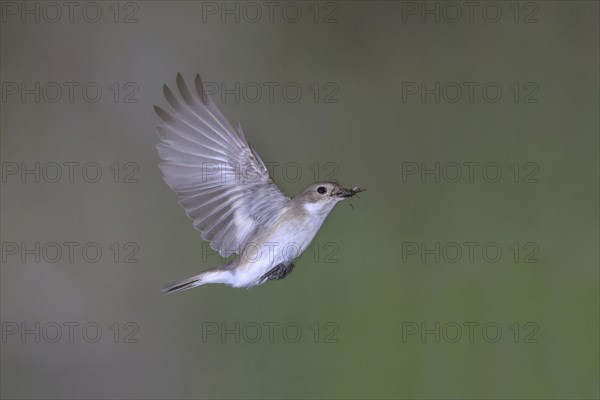 European Pied Flycatcher (Ficedula hypoleuca)