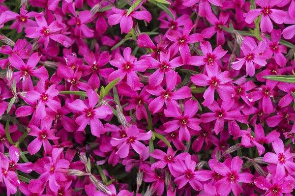 Creeping Phlox (Phlox subulata)