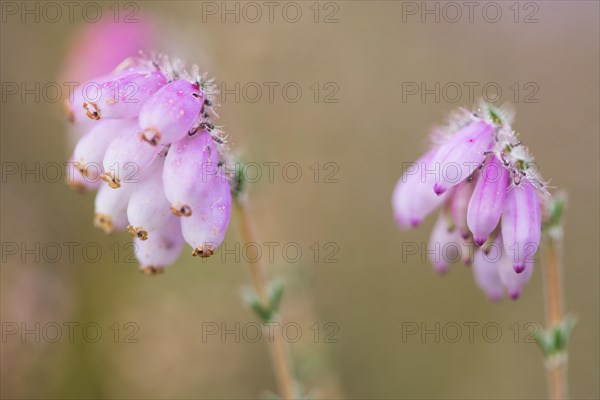 Cross-leaved Heath (Erica tetralix)