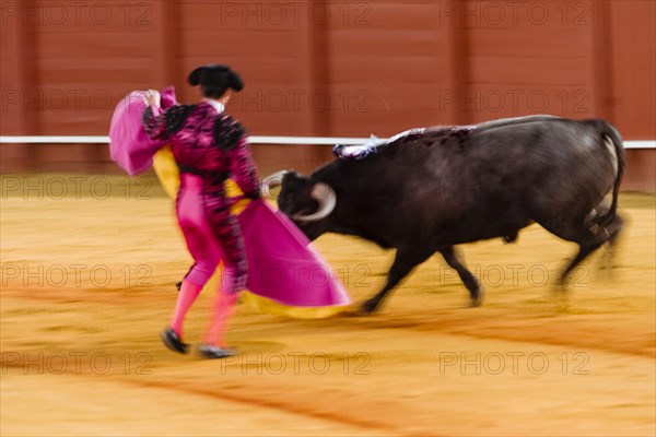 Racing bull with matador