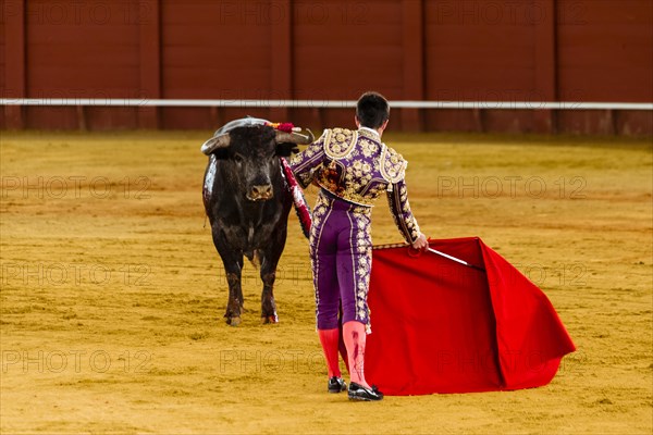 Bull stands in front of Matador