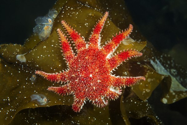 Snowflake Star or Common Sun Star (Crossaster papposus) on laminaria