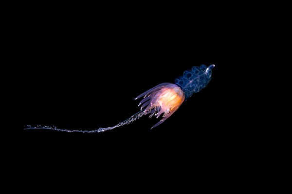 Hula Skirt Siphonophore (Physophora hydrostatica)