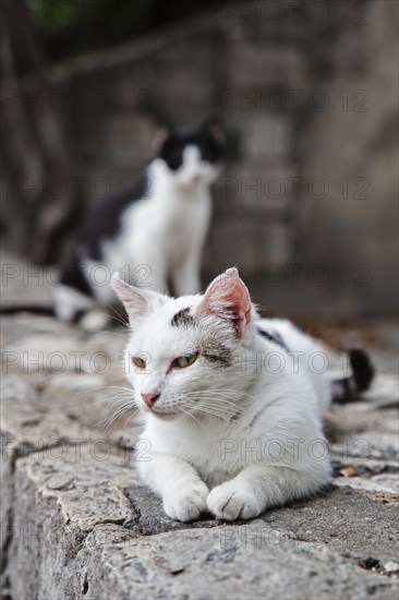 Street cat