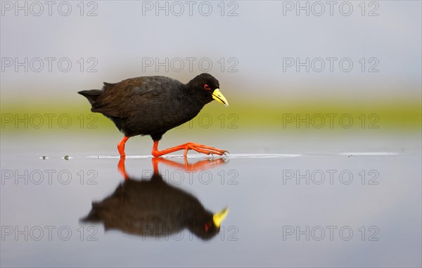 Black crake (Amourornis flavirostris) runs in shallow water