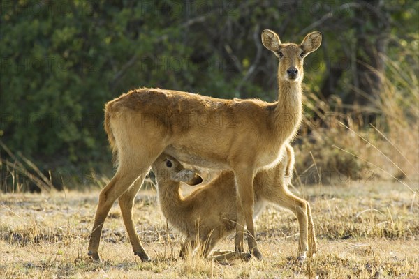 Puku (Kobus vardonii)