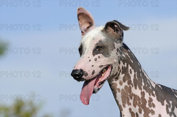 Peruvian naked dog