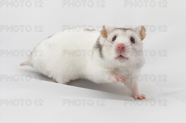 Syrian hamster (Mesocricetus auratus)