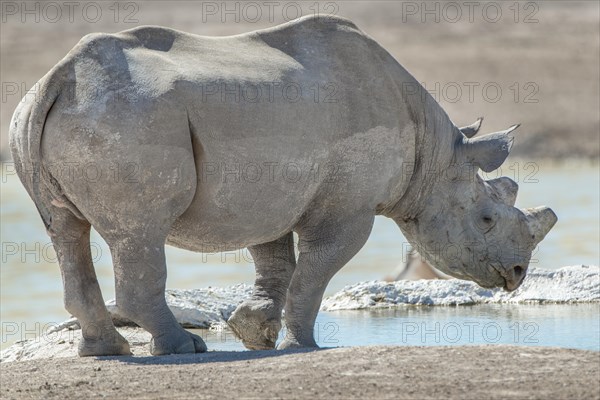 Black rhinoceros (Diceros bicornis)