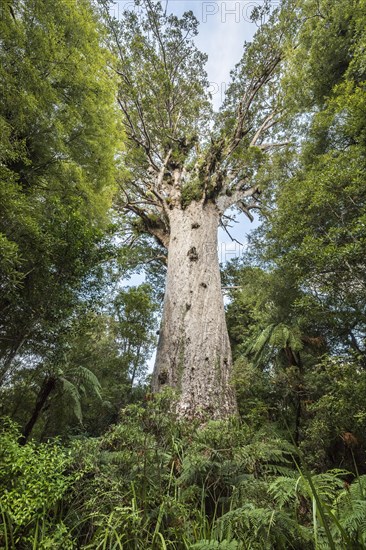 Tane Mahuta