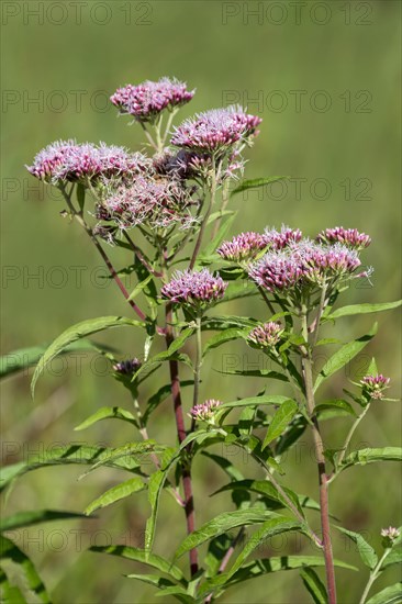 Red boneset (Eupatorium fistulosum 'Atropurpureum')