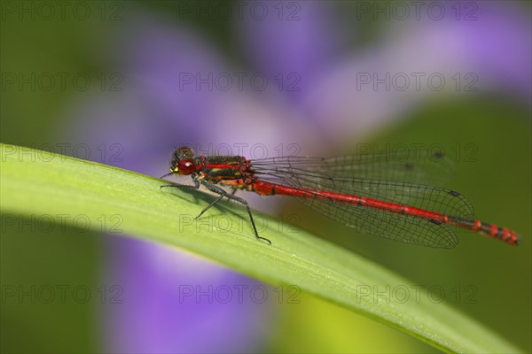 Large red damselfly (Pyrrhosoma nymphula)