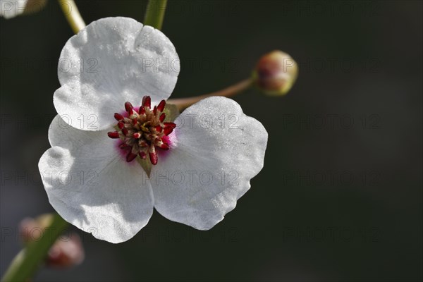 Flowering water archer (Sagittaria sagittifolia)