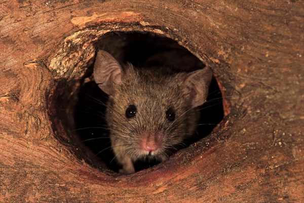 House mouse (Mus musculus)