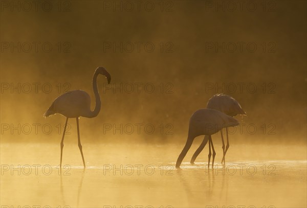 Greater Flamingo (Phoenicopterus roseus)