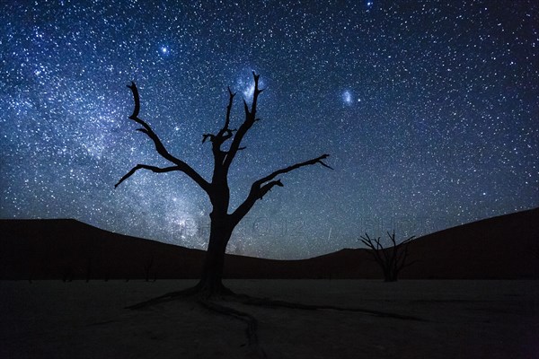 Dead tree in front of starry sky with Milky Way