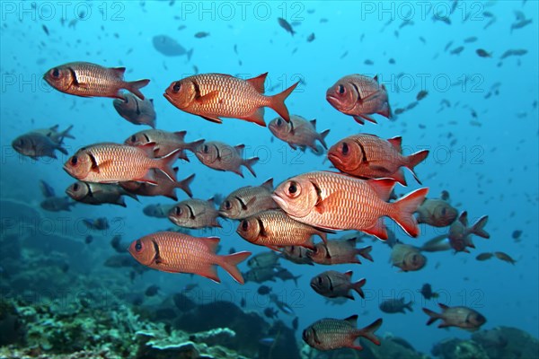 Swarm Blackbar soldierfishes (Myripristis jacobus)