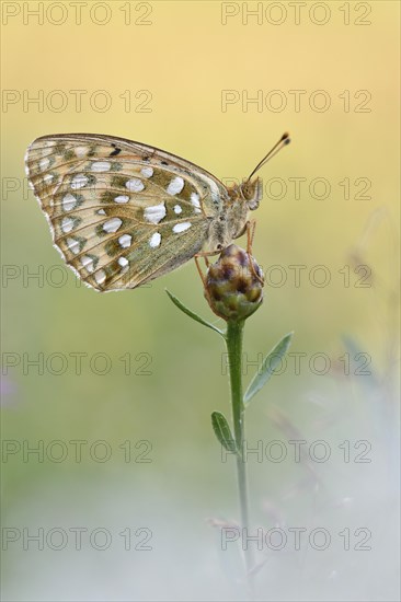 Dark Green Fritillary (Argynnis aglaja) sititing on a blossom