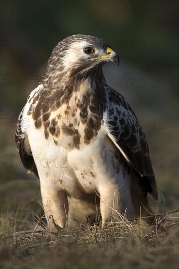 Steppe buzzard (Buteo buteo)