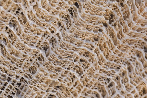 Coral fossil texture background
