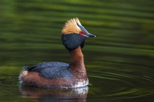 Horned Grebe (Podiceps auritus)