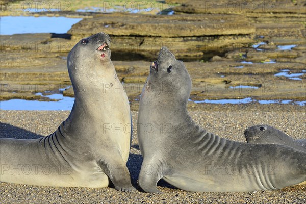 Two Southern elephant seals (Mirounga leonina) disputing on the beach