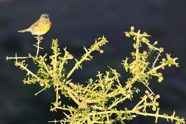 Cordillera Sierra Finch (Phrygilus gayi) sits on thorn bush