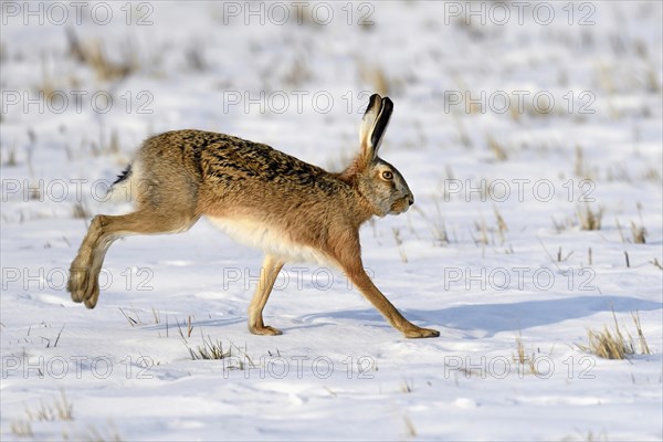 European hare (Lepus europaeus)