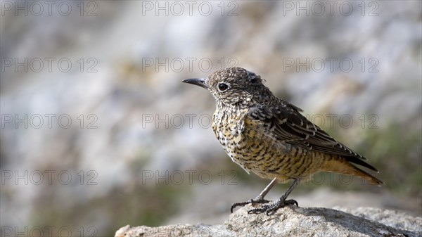 Common rock thrush (Monticola saxatilis)