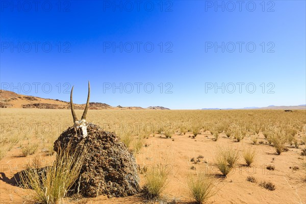 Chamois skull on a stone in the desert
