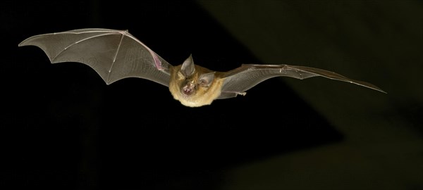 Greater horseshoe bat (Rhinolophus ferrumequinum) in flight at night