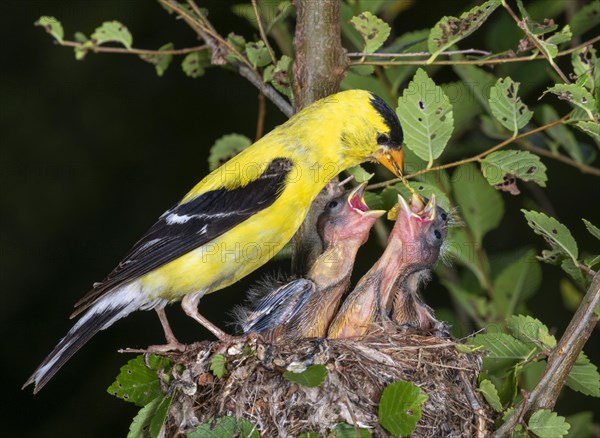 American goldfinch (Spinus tristis)