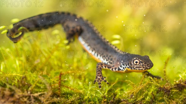 Alpine newt (Ichthyosaura alpestris)