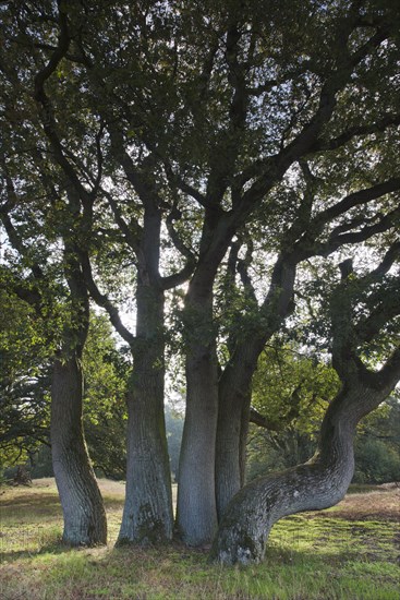 Wood pasture oak (Quercus robur)