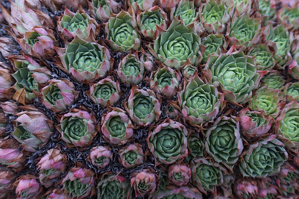 Common Houseleek (Sempervivum tectorum)