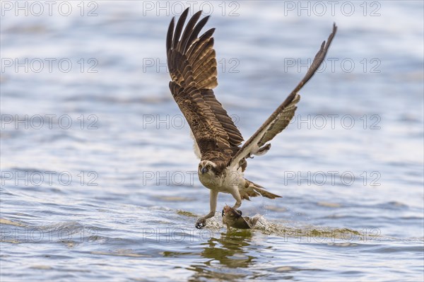 Osprey (Pandion haliaetus) catches fish