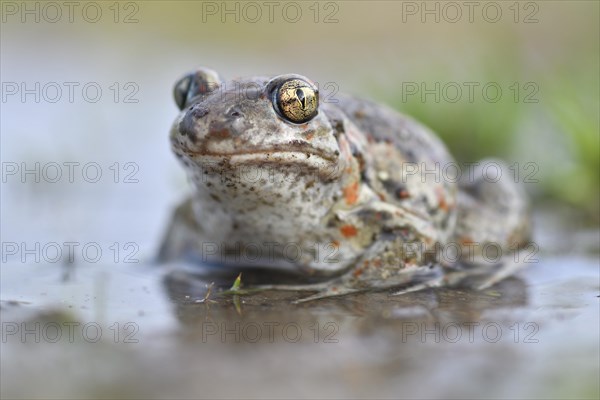 Common spadefoot (Pelobates fuscus) sits in a puddle