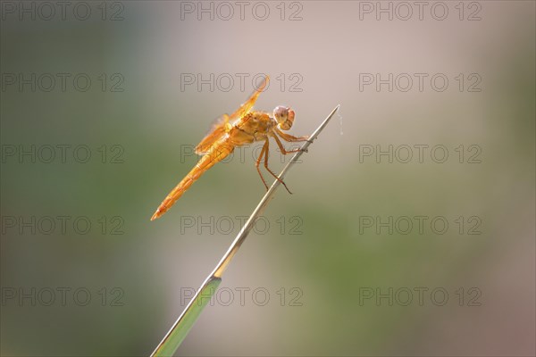 Flame Skimmer Dragonfly (Libellula saturata) on blade of grass