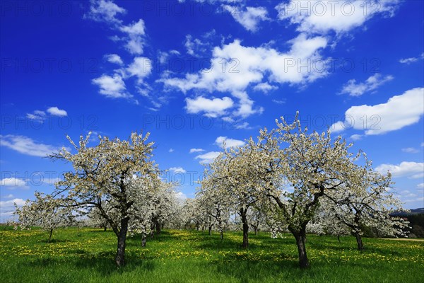 Flowering cherry trees