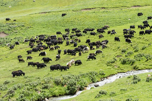 Yak herd (Bos mutus)