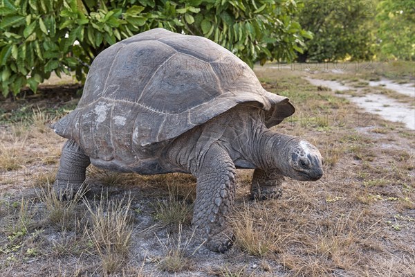 Aldabra Giant Tortoise (Aldabrachelys gigantea) on Bird Island