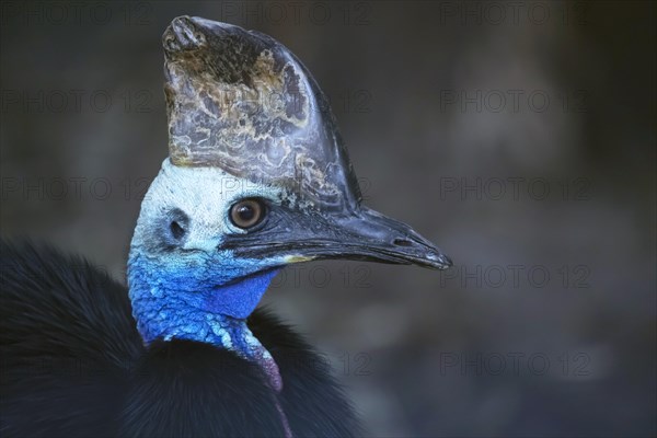 Southern cassowary (Casuarius casuarius) portrait