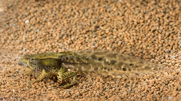 Common spadefoot (Pelobates fuscus)