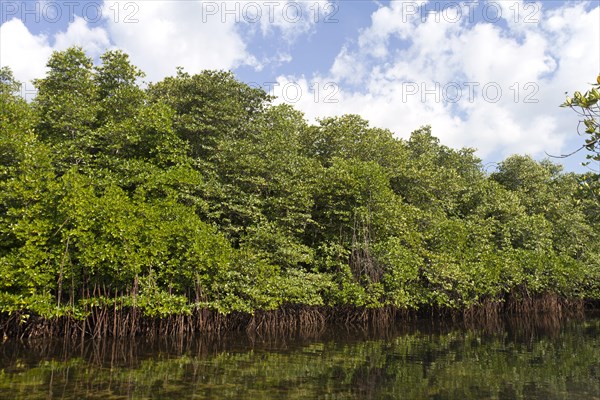 Waterway in the mangrove forest (Rhizophora)