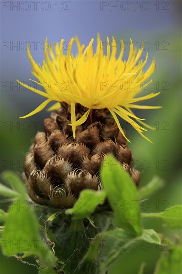 Globe knapweed (Centaurea macrocephala)